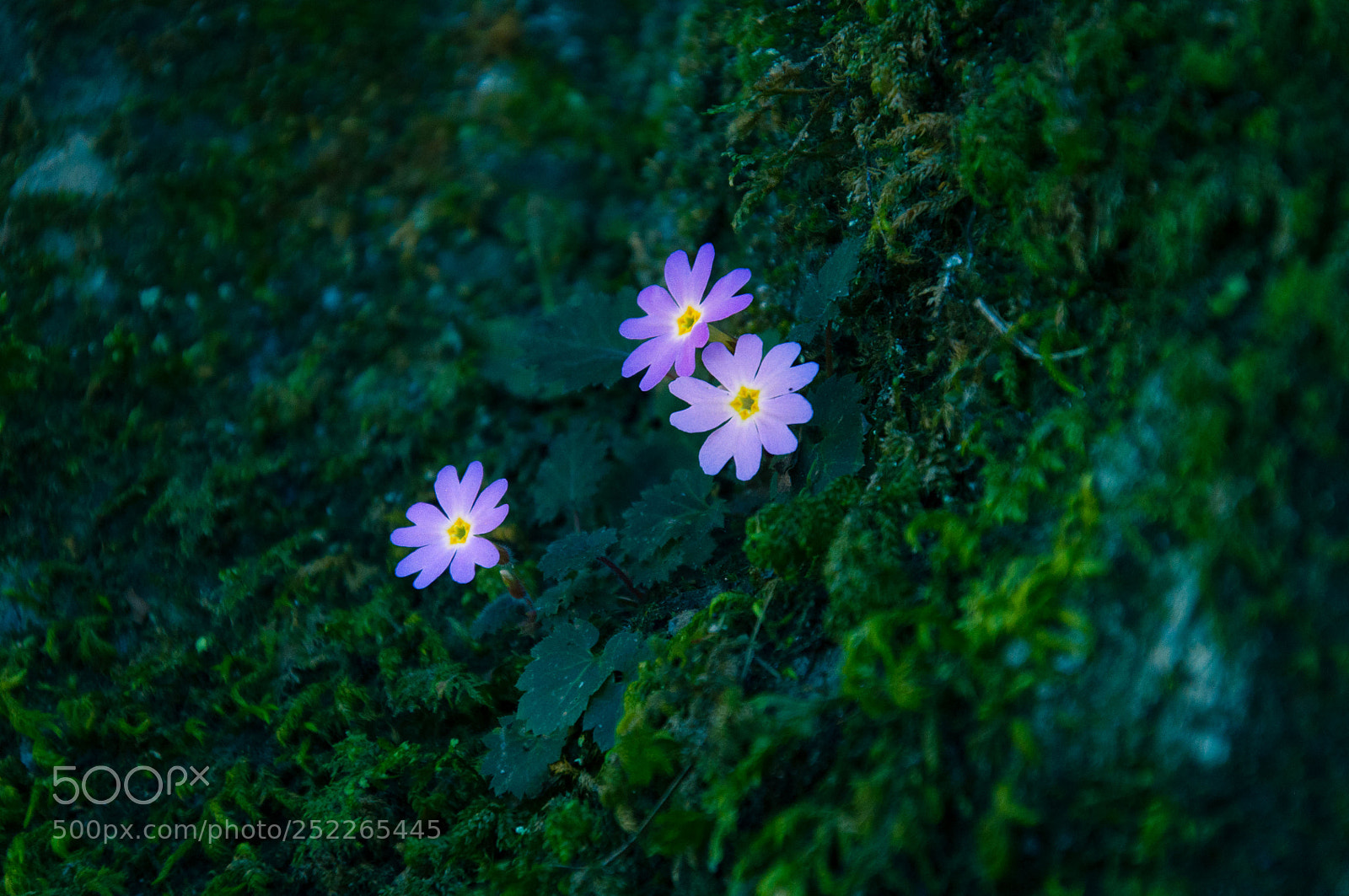 Nikon D90 sample photo. Flower photography
