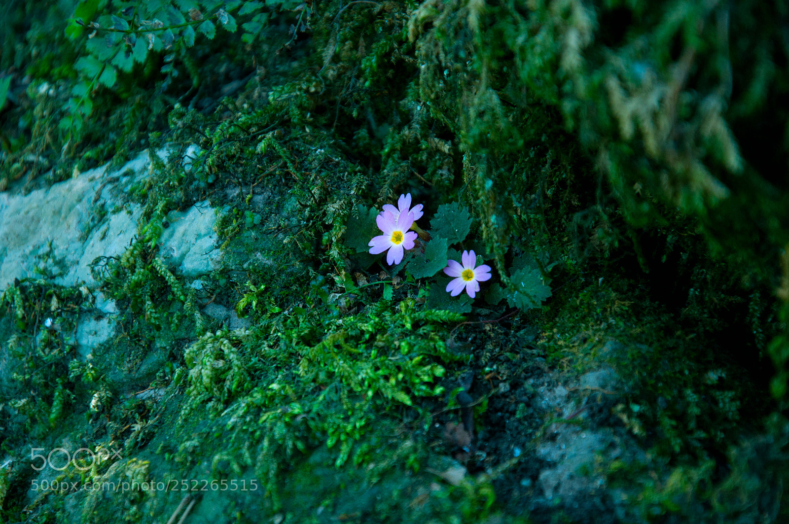 Nikon D90 sample photo. 242.jpg photography