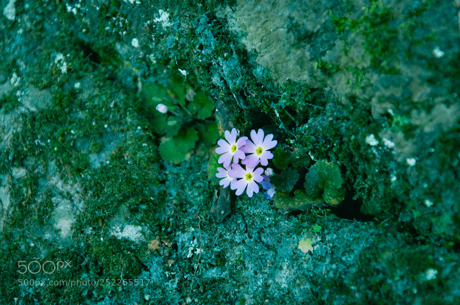 Nikon D90 sample photo. 239.jpg photography