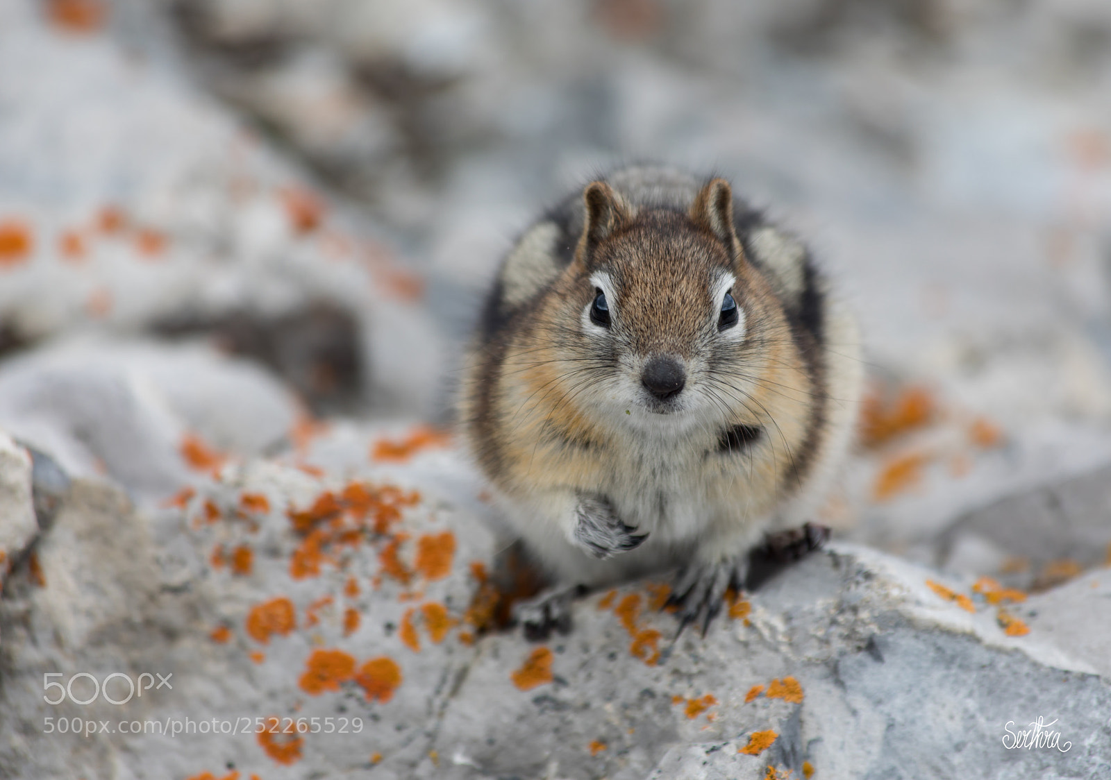 Canon EOS 5D Mark IV sample photo. Super cute! photography