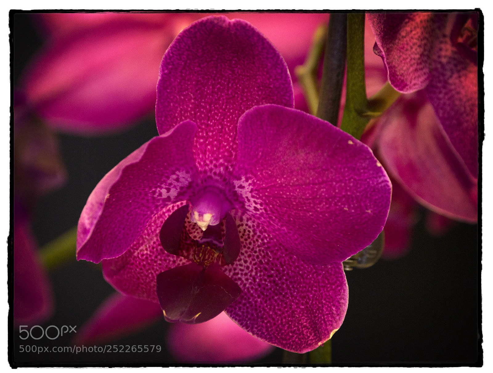 Canon EOS 7D sample photo. Orchid  photography