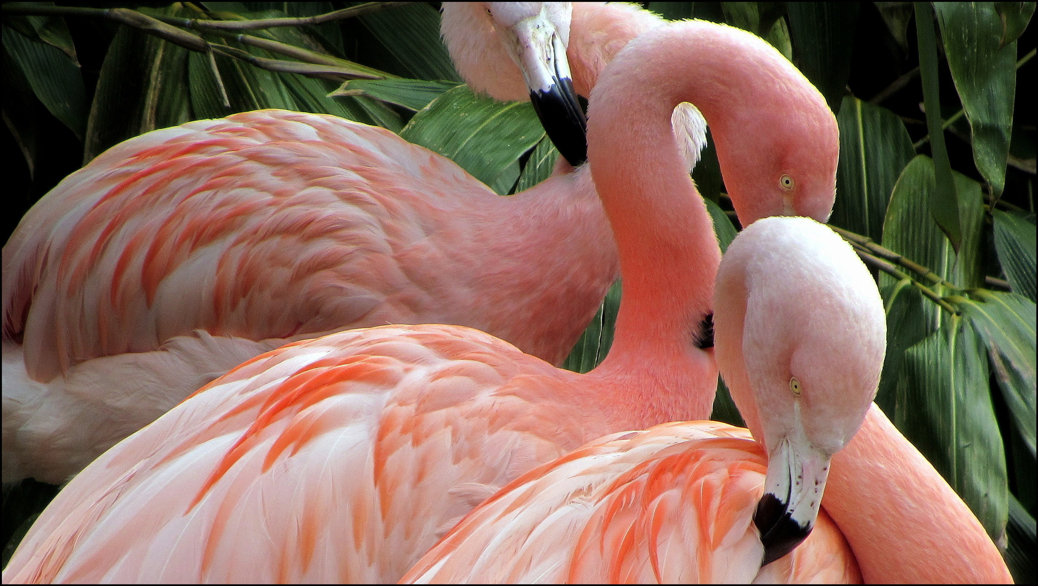 Canon PowerShot SX220 HS sample photo. It´s backbreaking work to be a beauty! photography