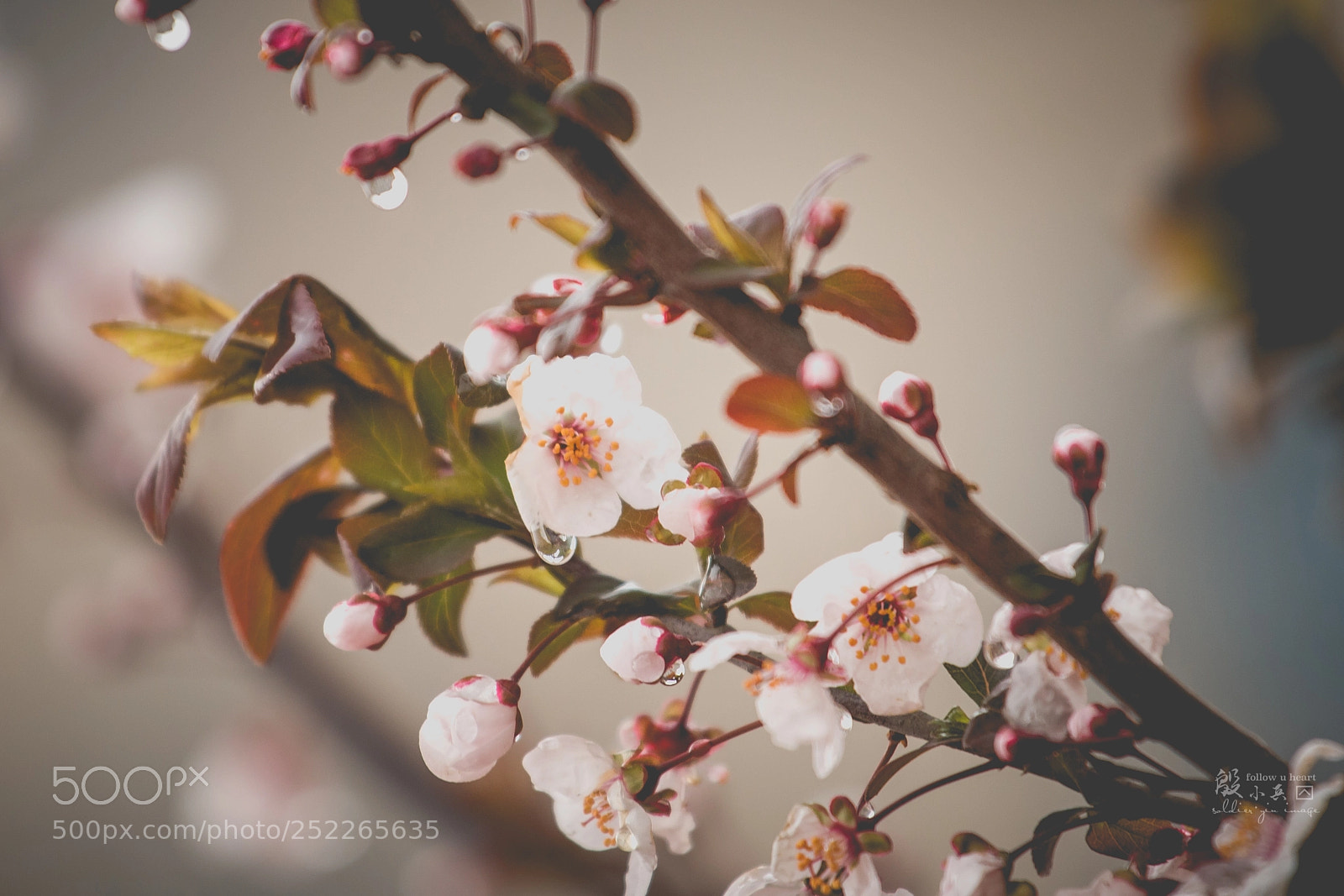 Canon EOS 70D sample photo. 花∠※ photography