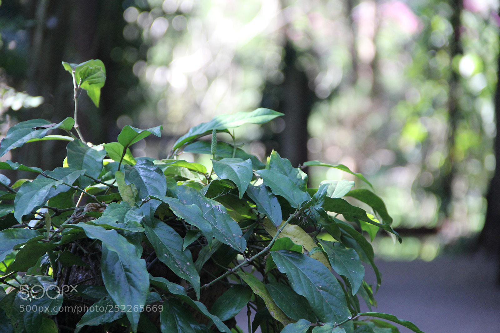 Canon EF-S 18-135mm F3.5-5.6 IS sample photo. Green leaf photography