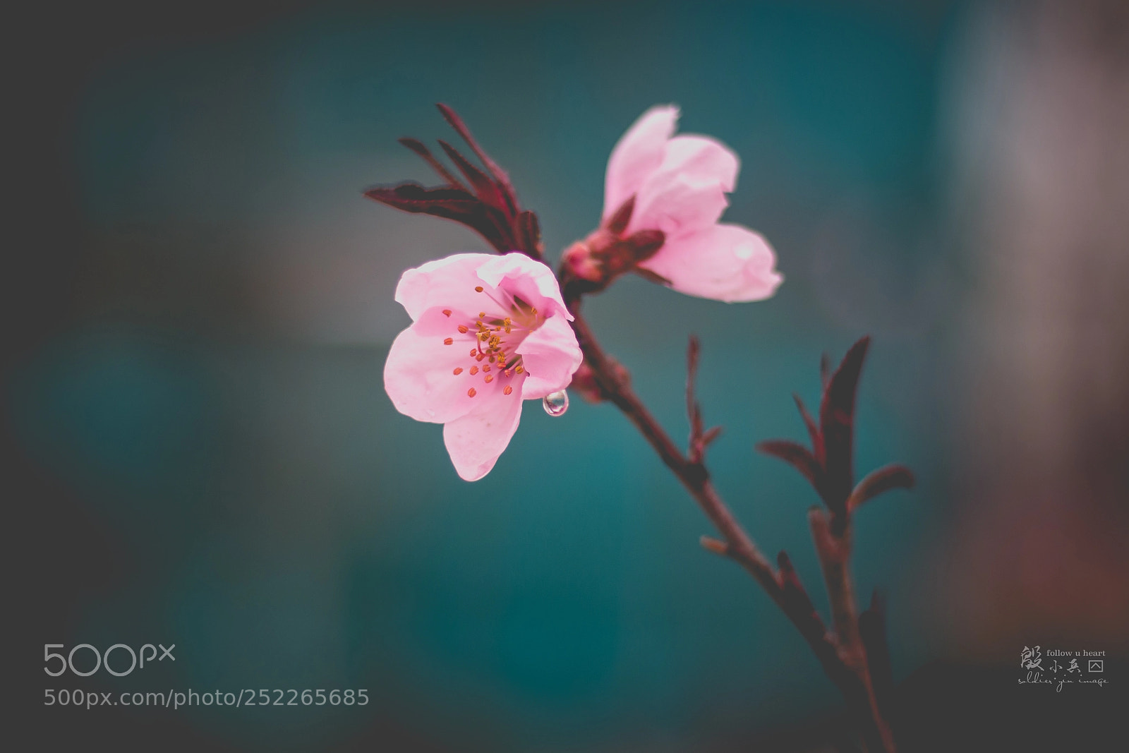 Canon EOS 70D sample photo. 花 photography