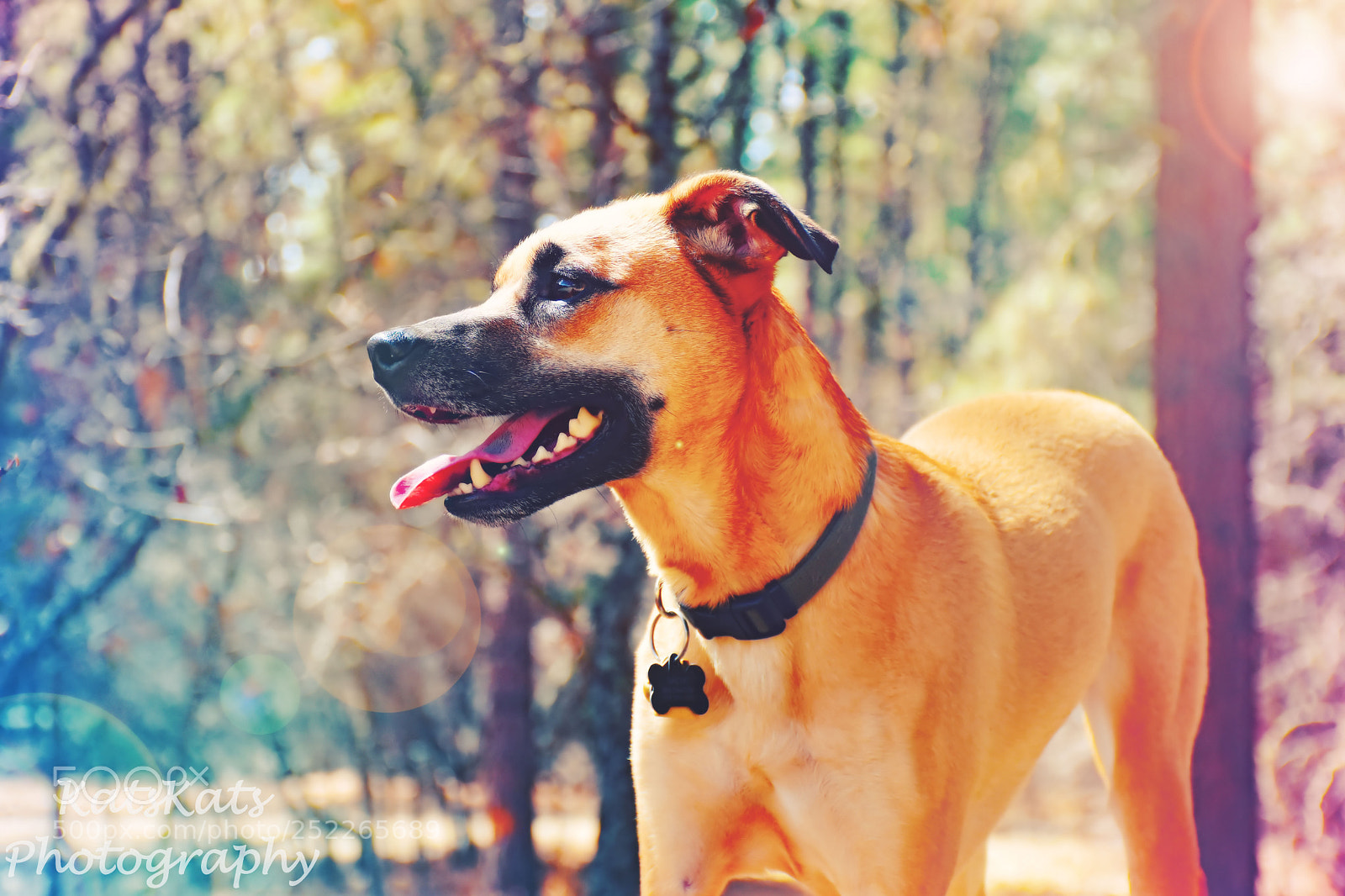 Nikon D7200 sample photo. Pagosa glamping photography