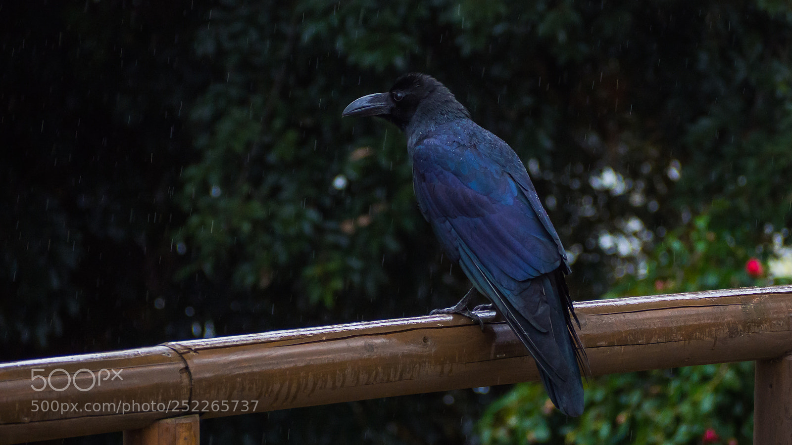 Olympus OM-D E-M10 II sample photo. Crow photography
