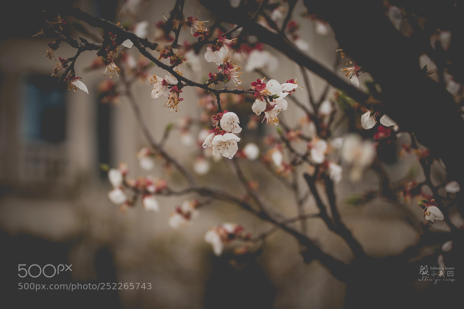 Canon EOS 70D sample photo. 花1 photography