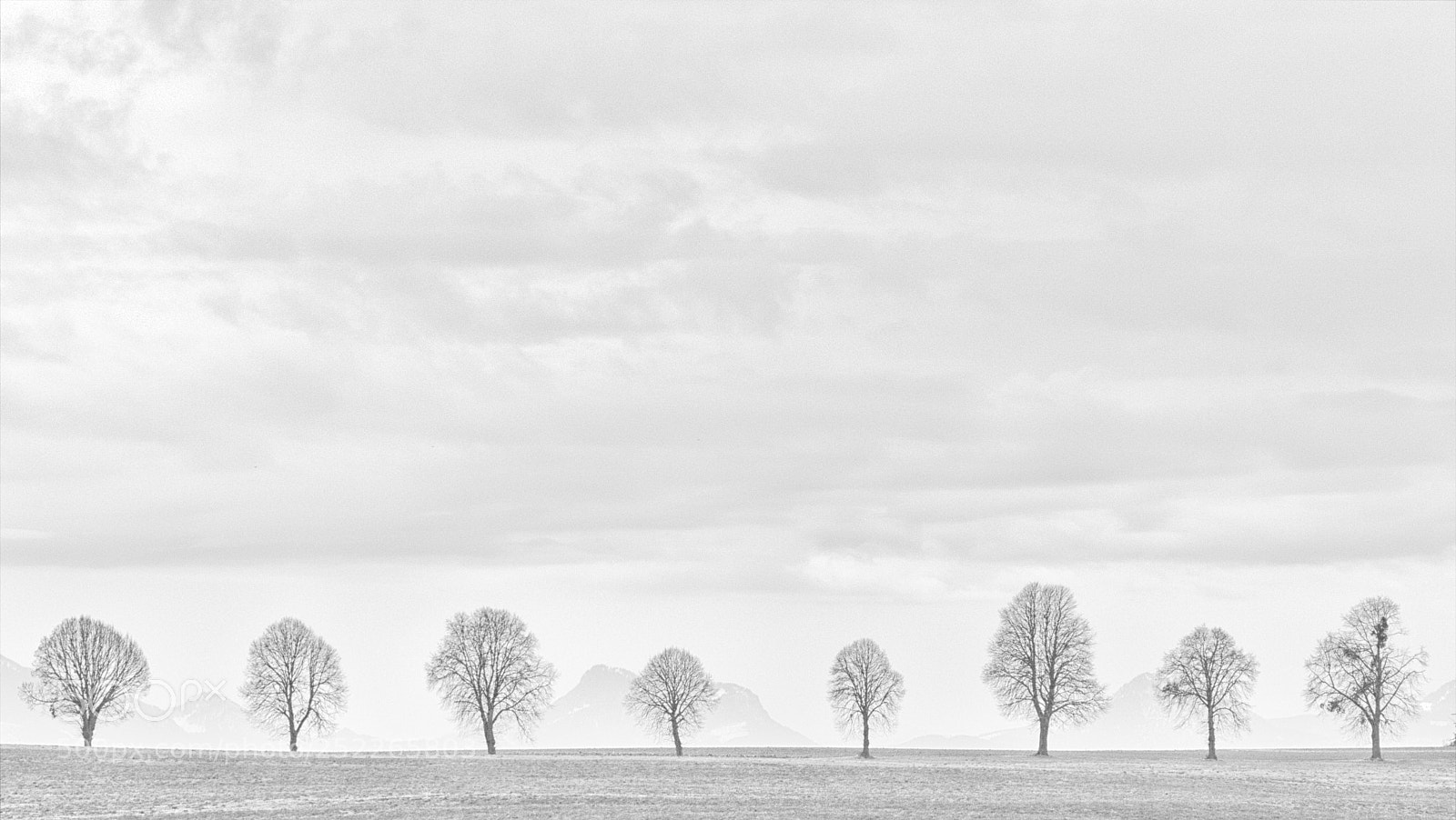 Panasonic Lumix DMC-FZ1000 sample photo. Eight trees iv bw photography
