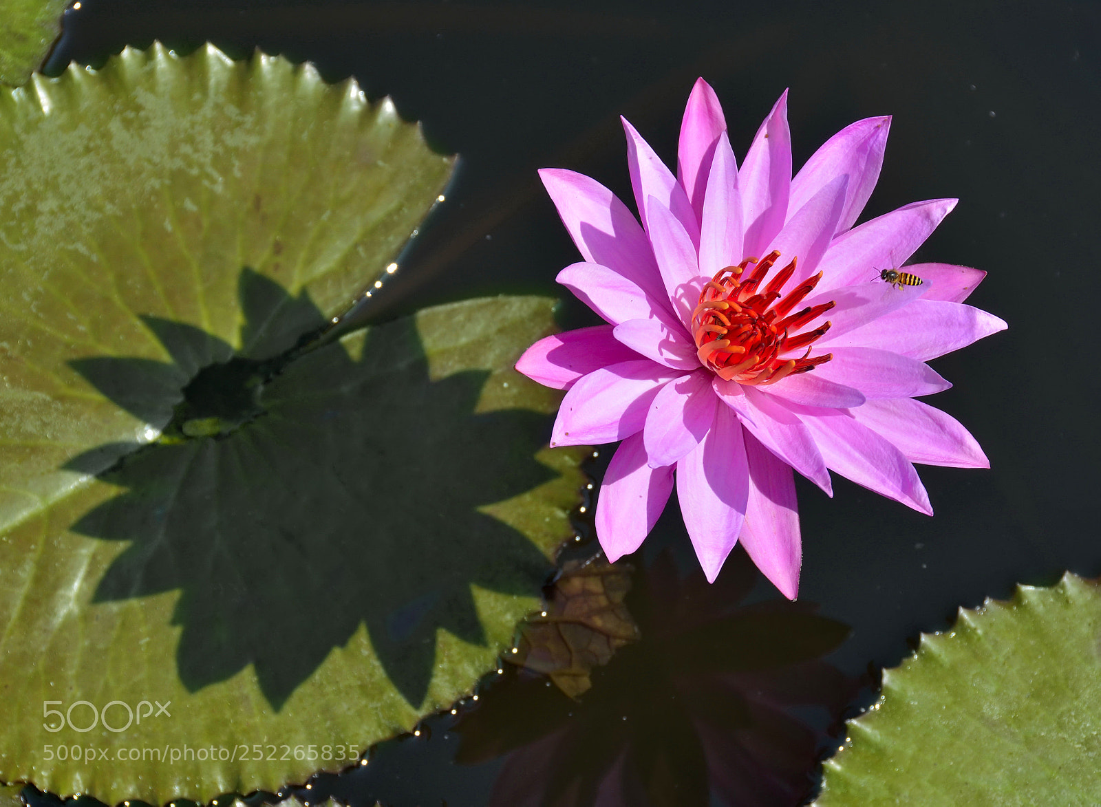 Nikon D5100 sample photo. Where is the little photography
