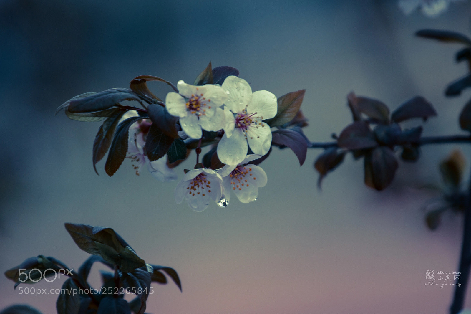 Canon EOS 70D sample photo. Untitled photography