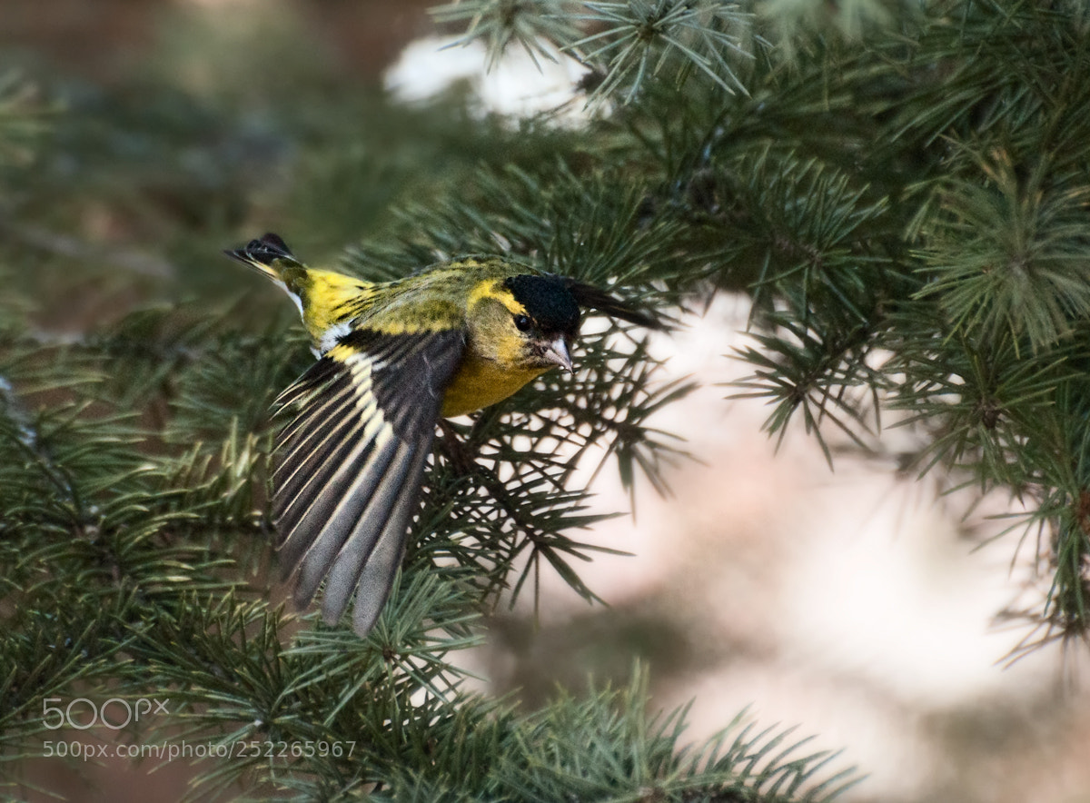 Nikon D90 sample photo. Siskin photography