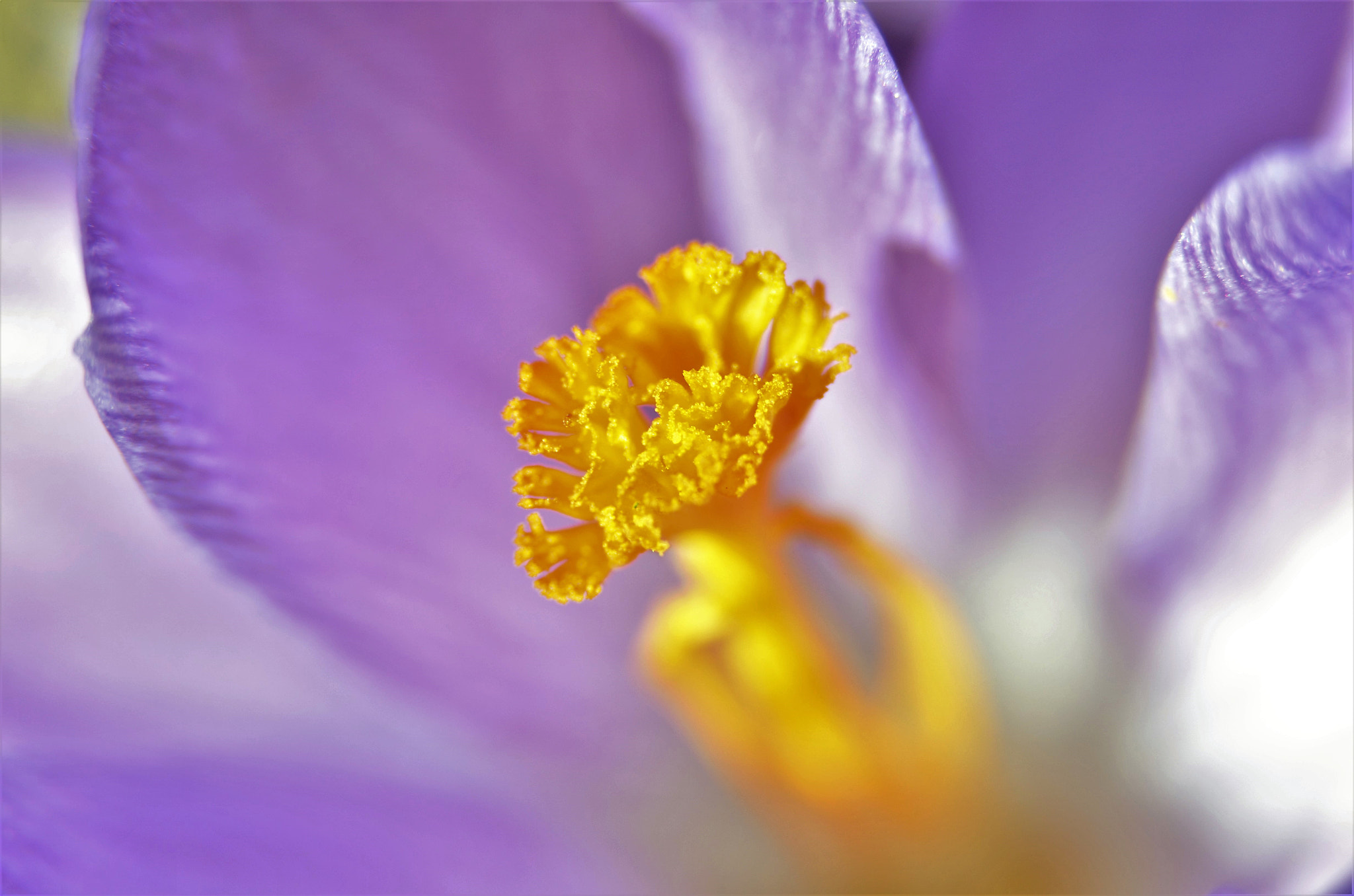 Sigma 105mm F2.8 EX DG OS HSM sample photo. Çiçek photography