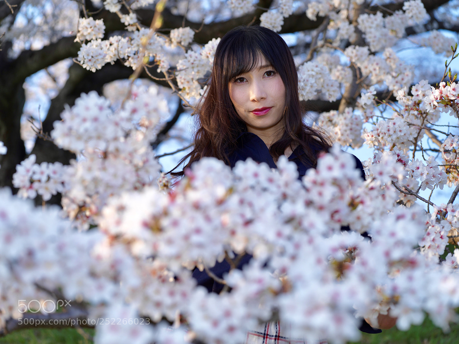 Hasselblad X1D-50c sample photo. In the flower photography