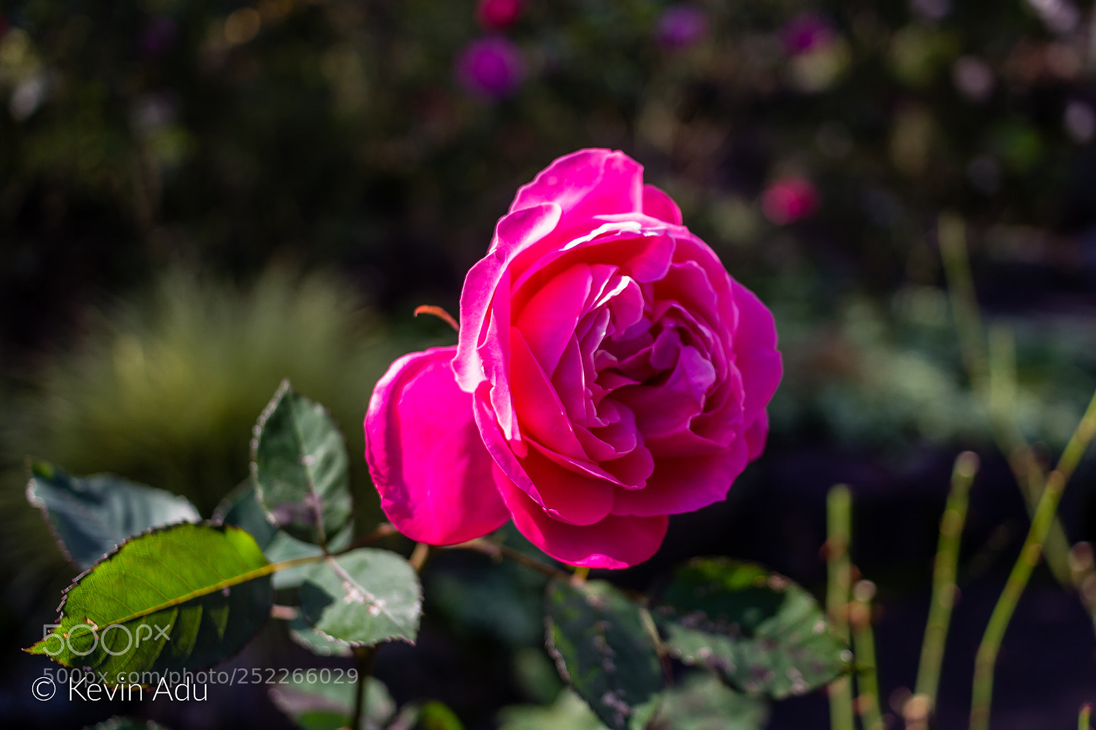 Canon EOS 1200D (EOS Rebel T5 / EOS Kiss X70 / EOS Hi) sample photo. Kiss from a rose photography