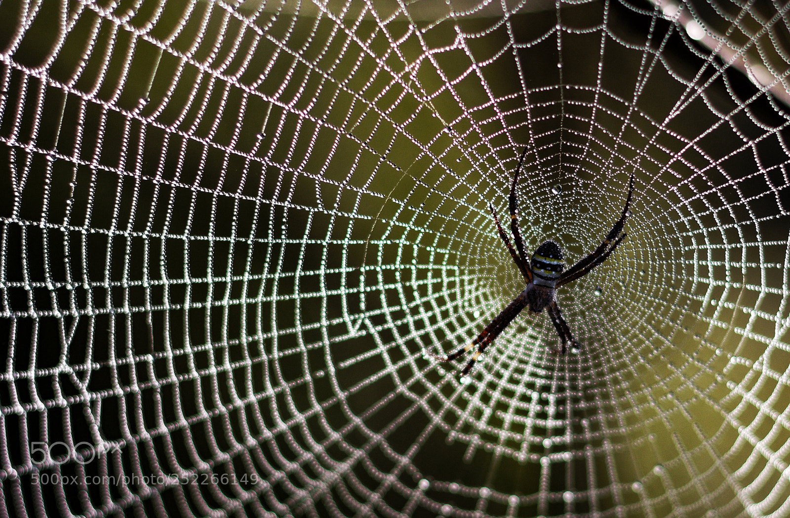 Canon EOS 80D sample photo. Spider web photography