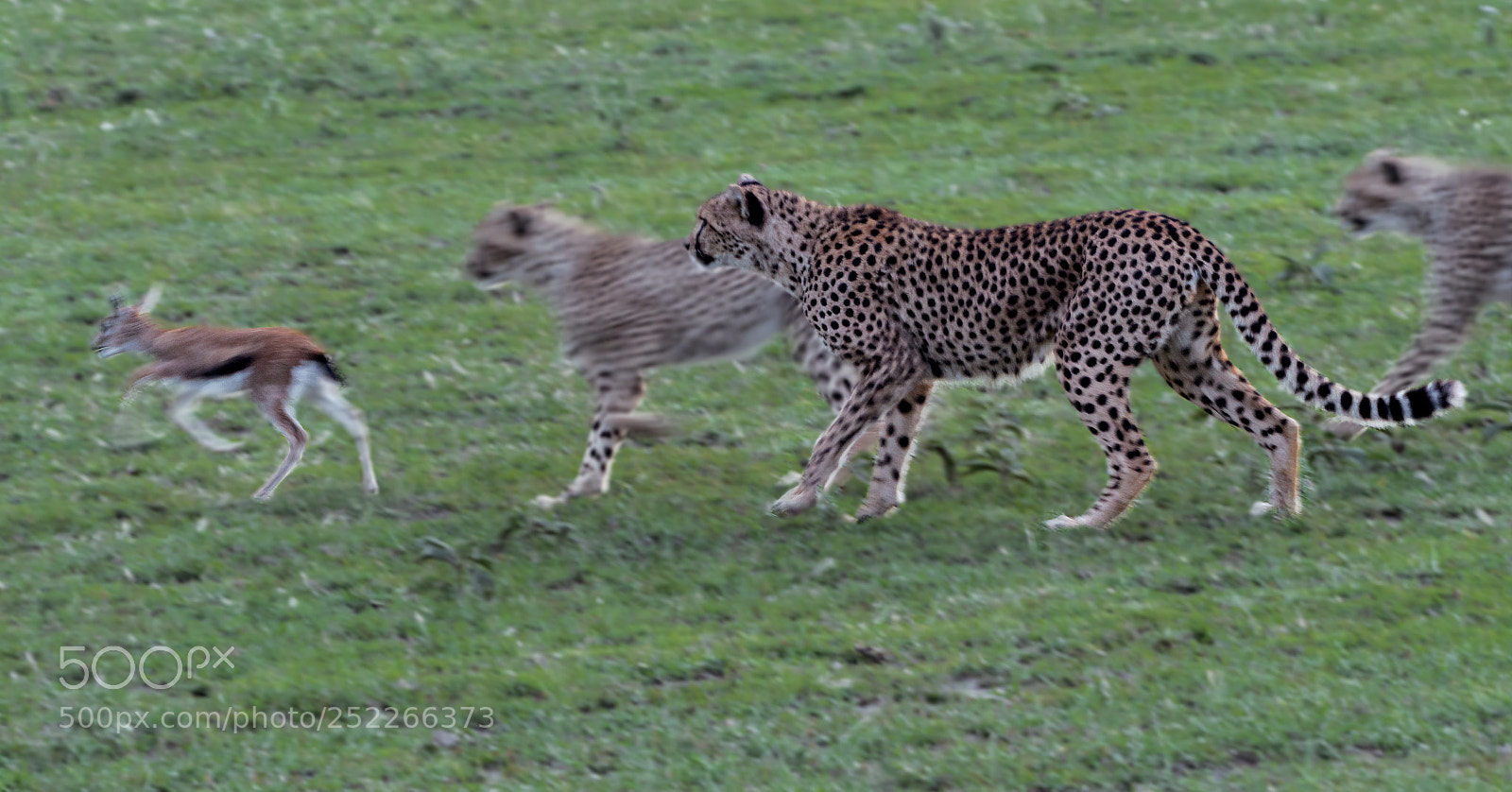 Nikon D500 sample photo. Learn to catch photography