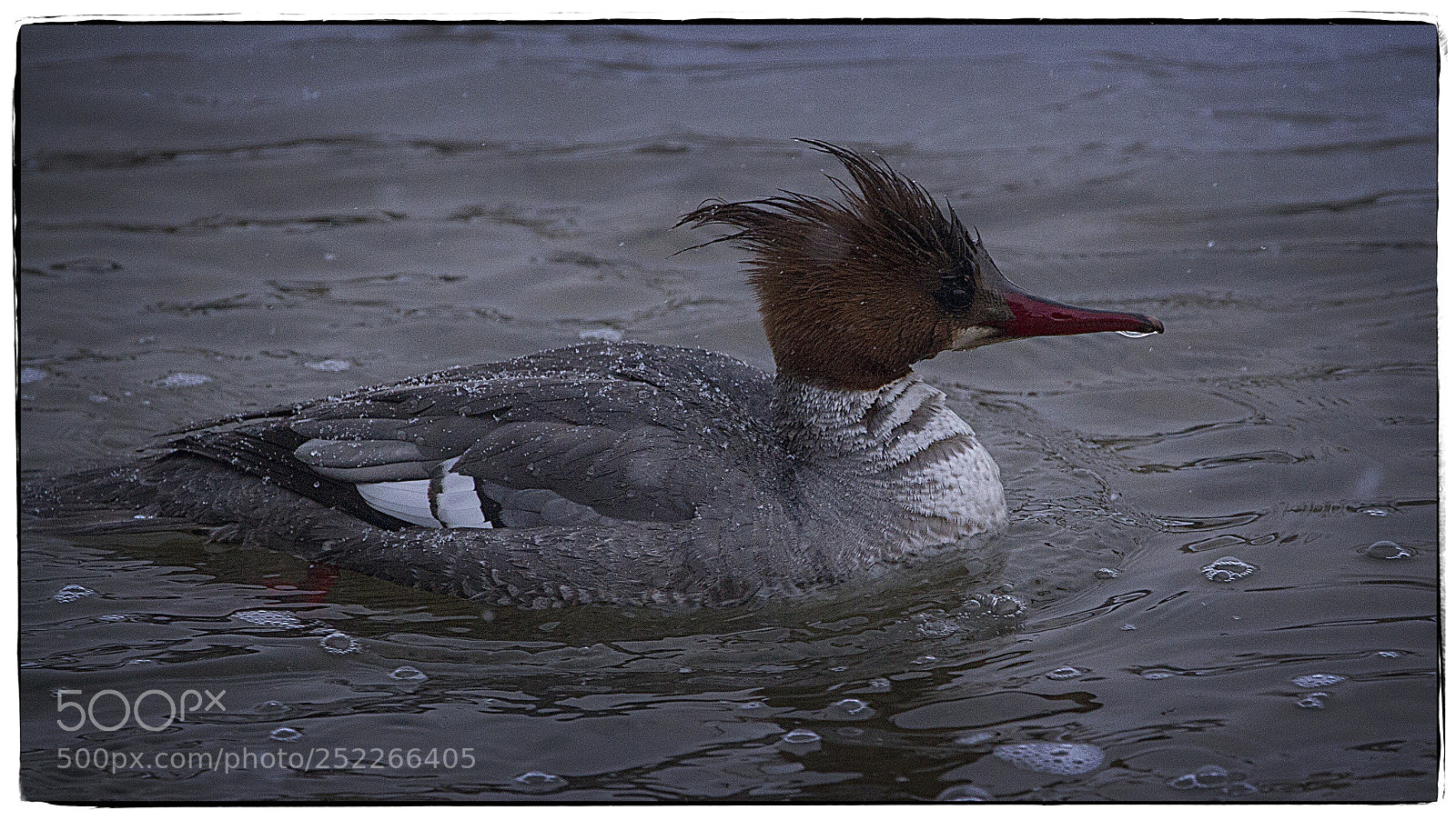 Canon EOS 7D sample photo. Female common merganser on photography