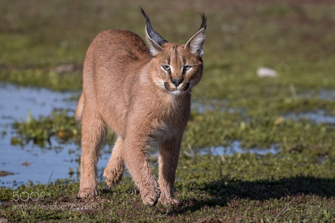 Canon EOS-1D X Mark II sample photo. Caracal photography