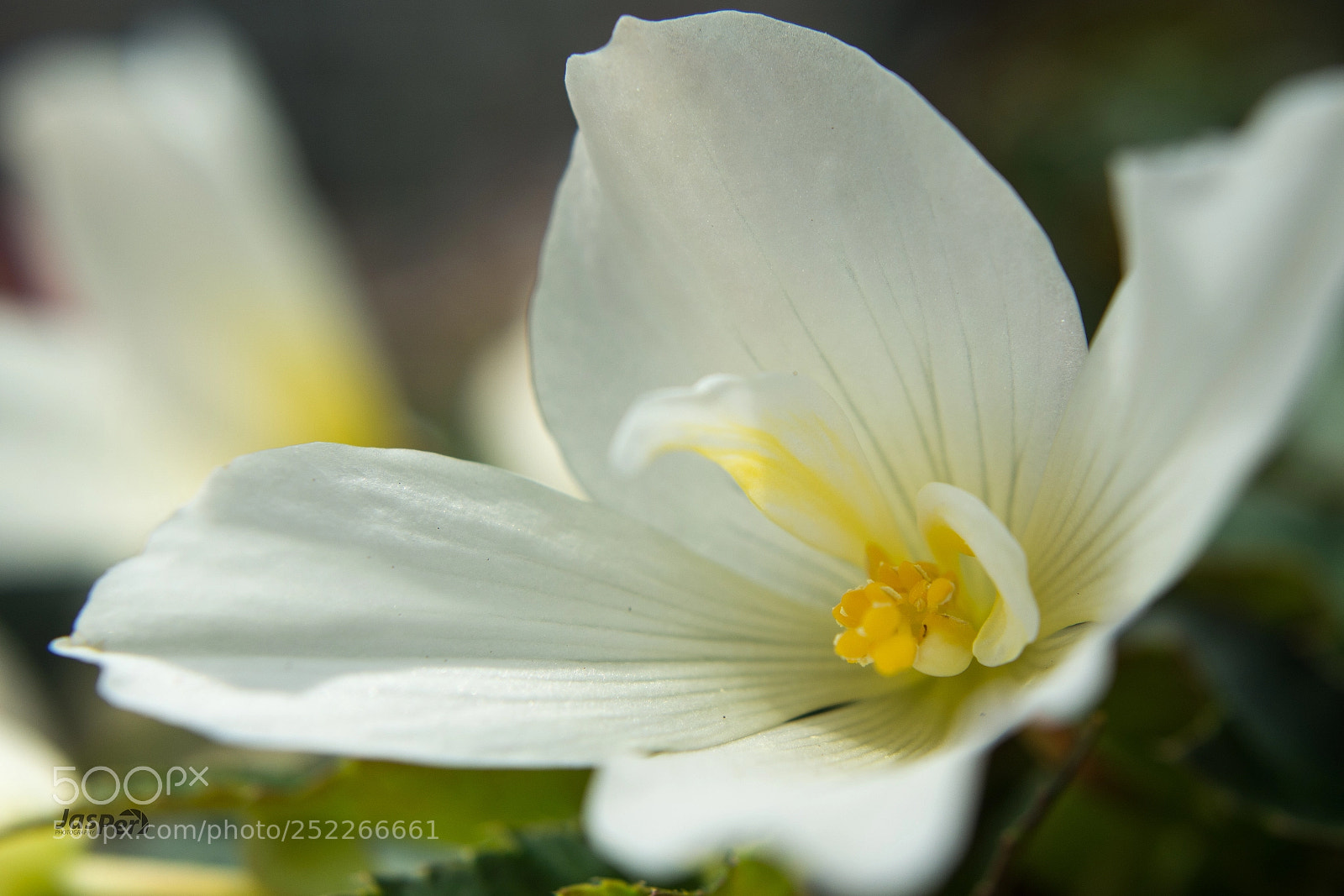 Nikon D7200 sample photo. White photography