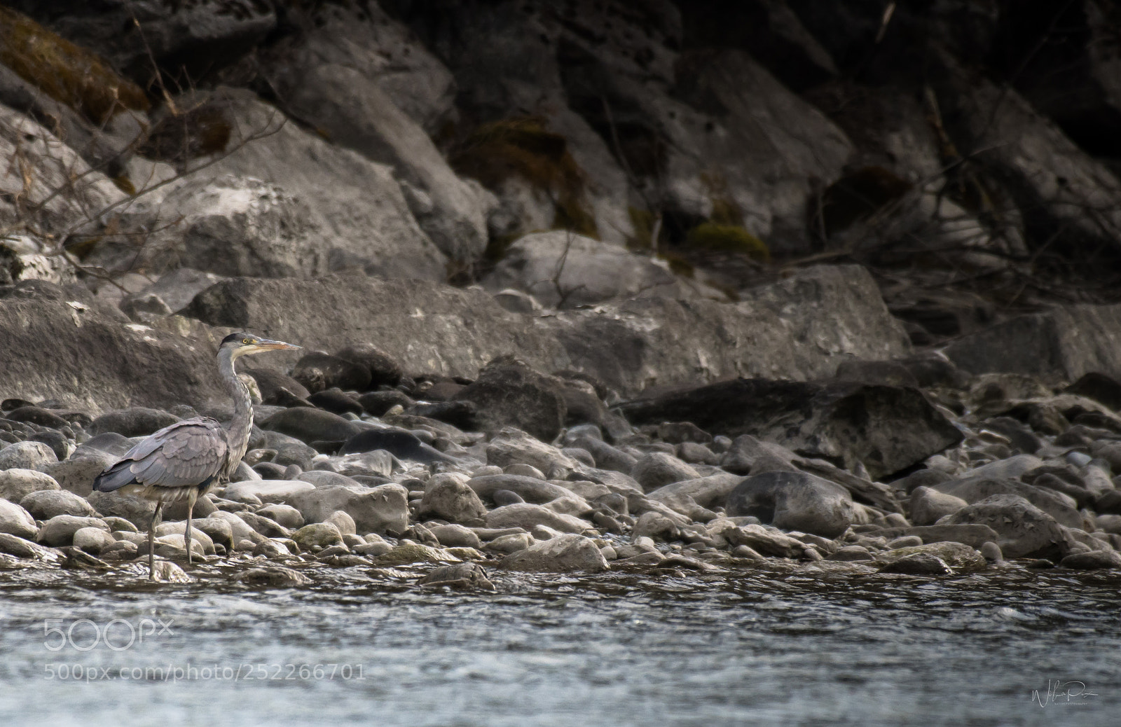 Nikon D500 sample photo. Grey heron photography