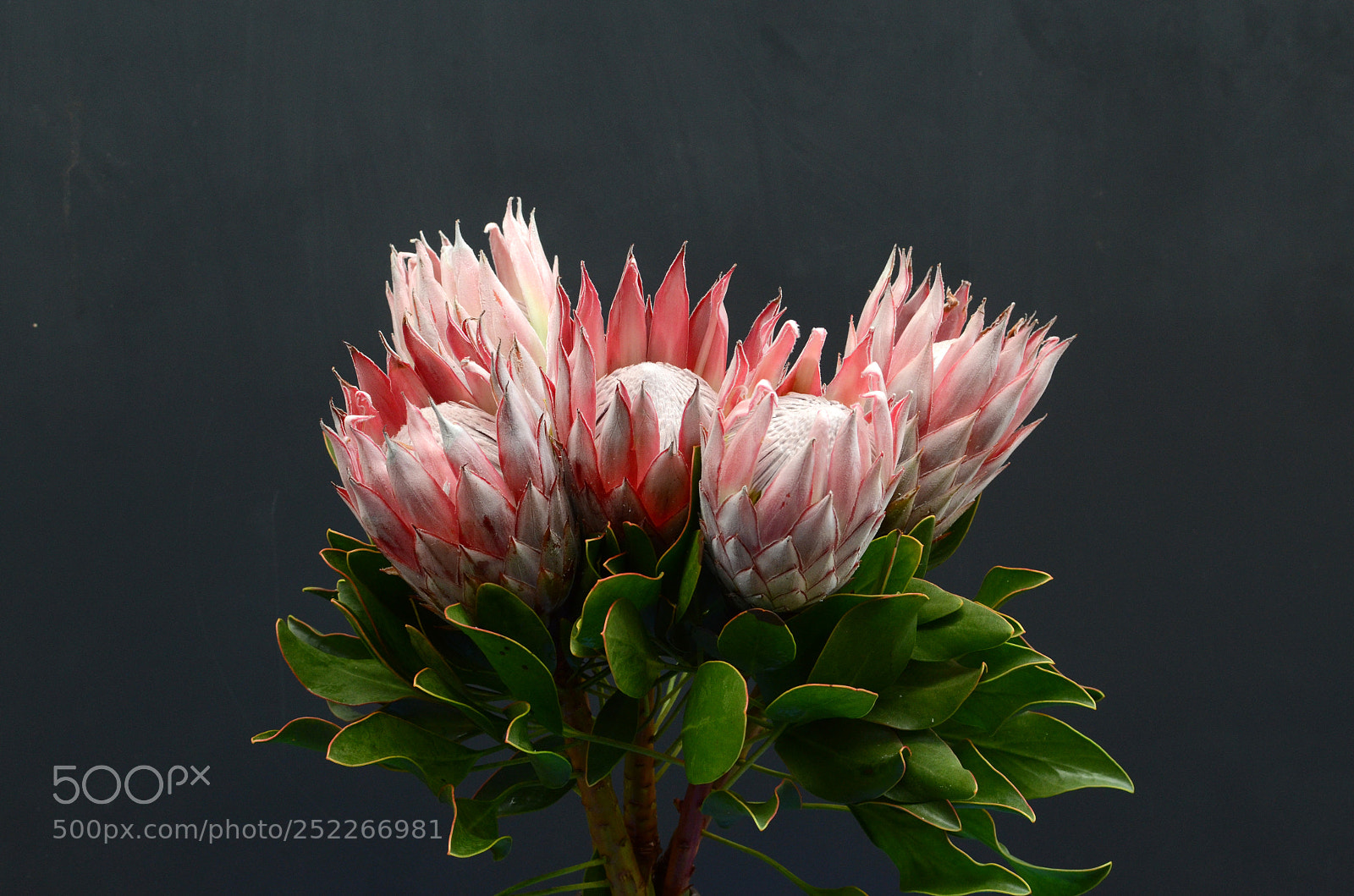 Nikon D7000 sample photo. Red protea, south africa's photography