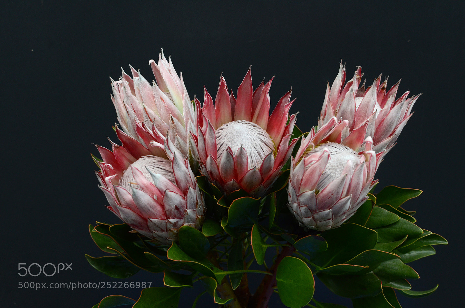 Nikon D7000 sample photo. Red protea, south africa's photography