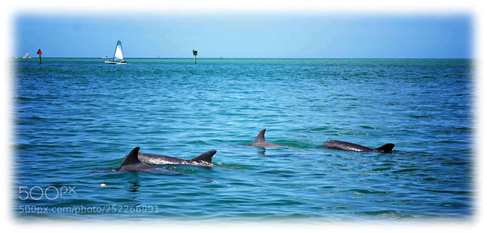 Sony a6000 sample photo. Dolphins photography