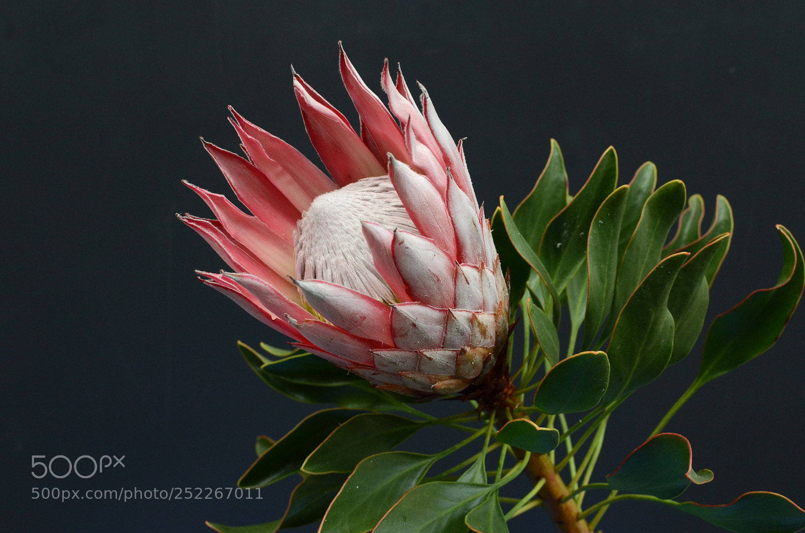 Nikon D7000 sample photo. Red protea, south africa's photography