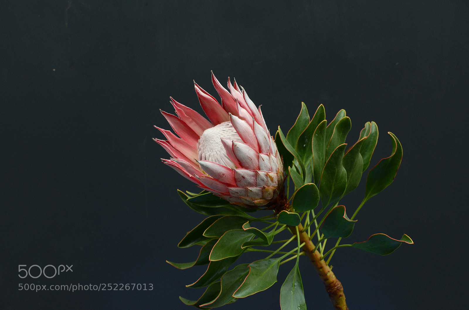 Nikon D7000 sample photo. Red protea, south africa's photography