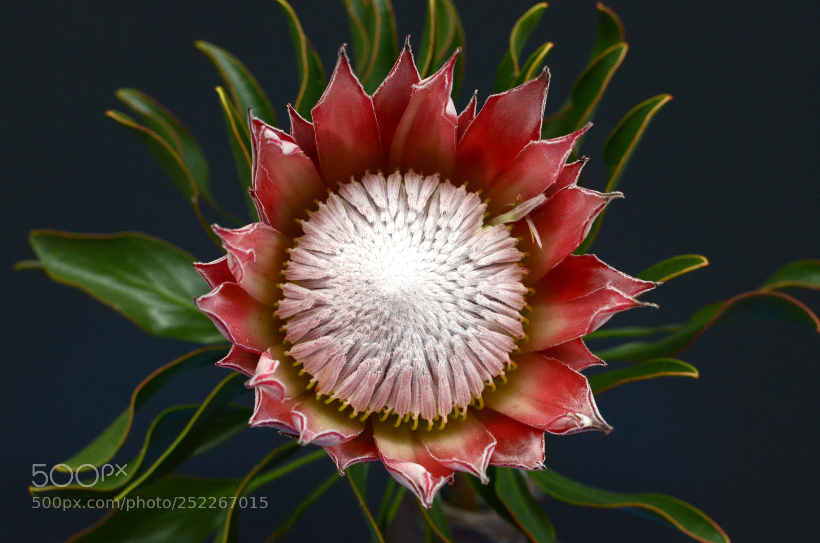 Nikon D7000 sample photo. Red protea, south africa's photography