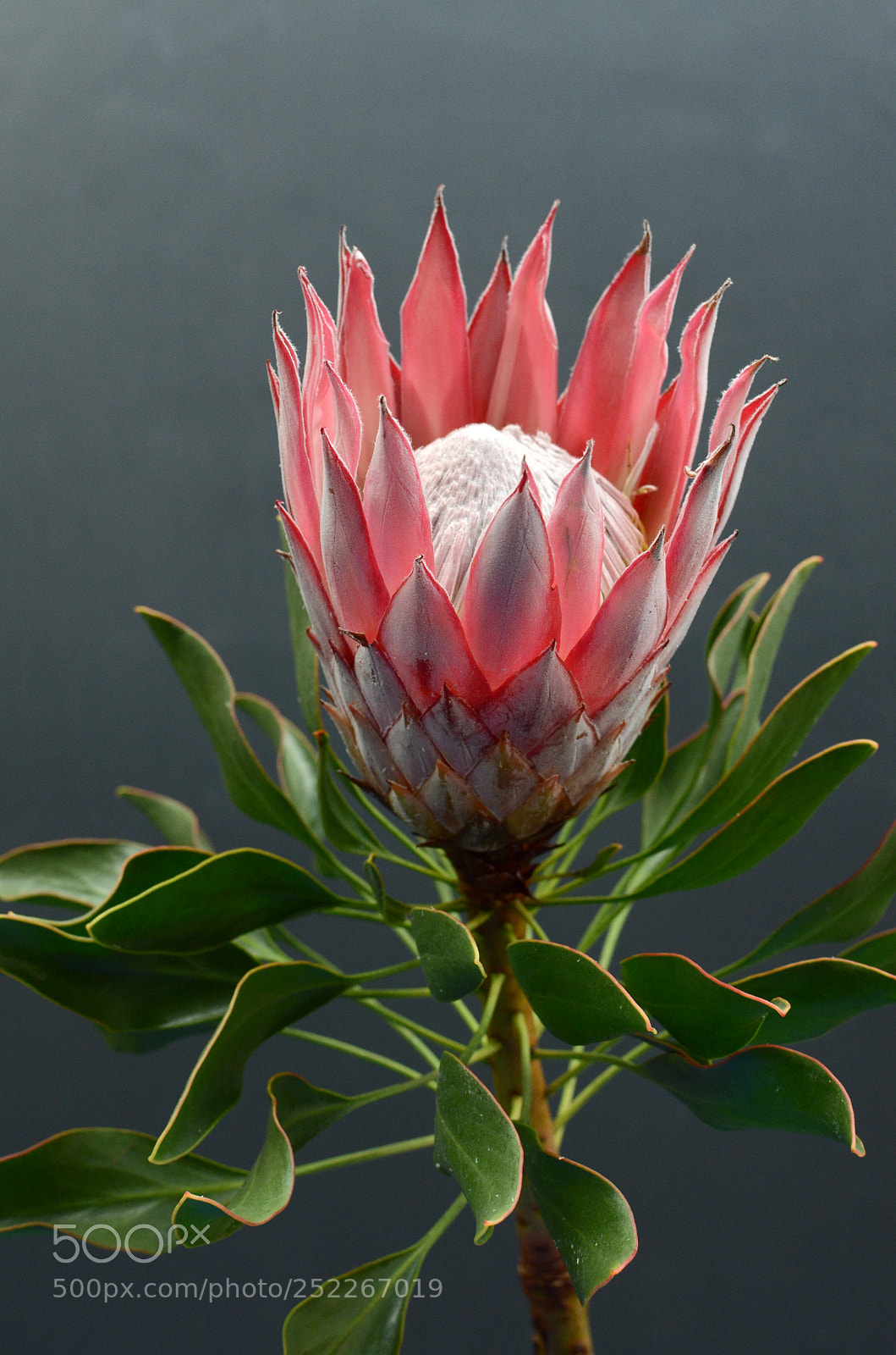 Nikon D7000 sample photo. Red protea, south africa's photography