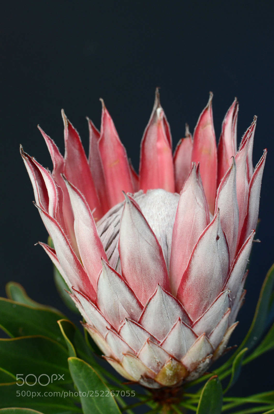 Nikon D7000 sample photo. Red protea, south africa's photography