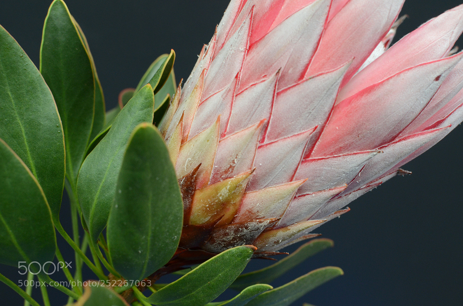 Nikon D7000 sample photo. Red protea, south africa's photography