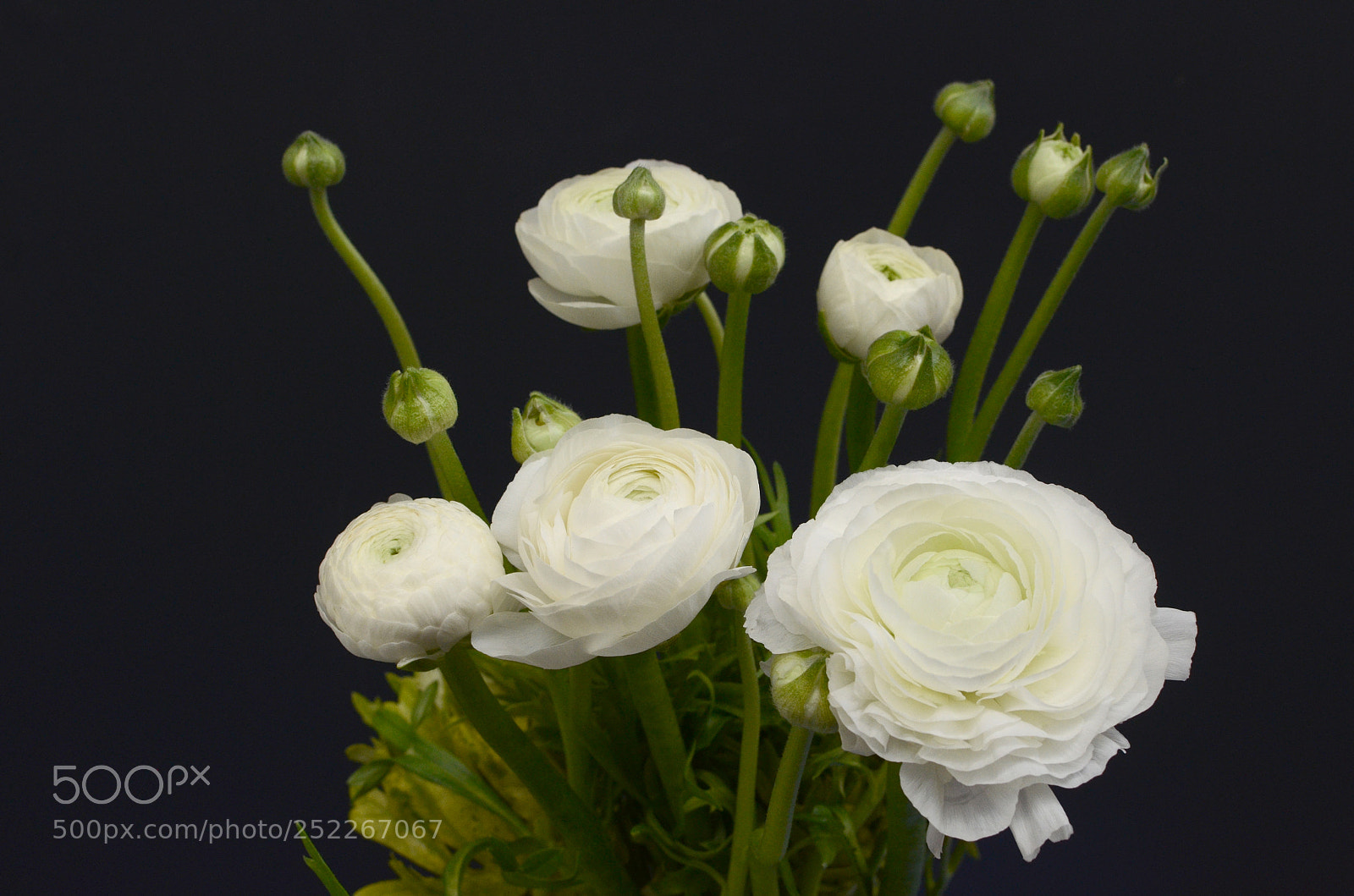 Nikon D7000 sample photo. Ranunculus flower photography