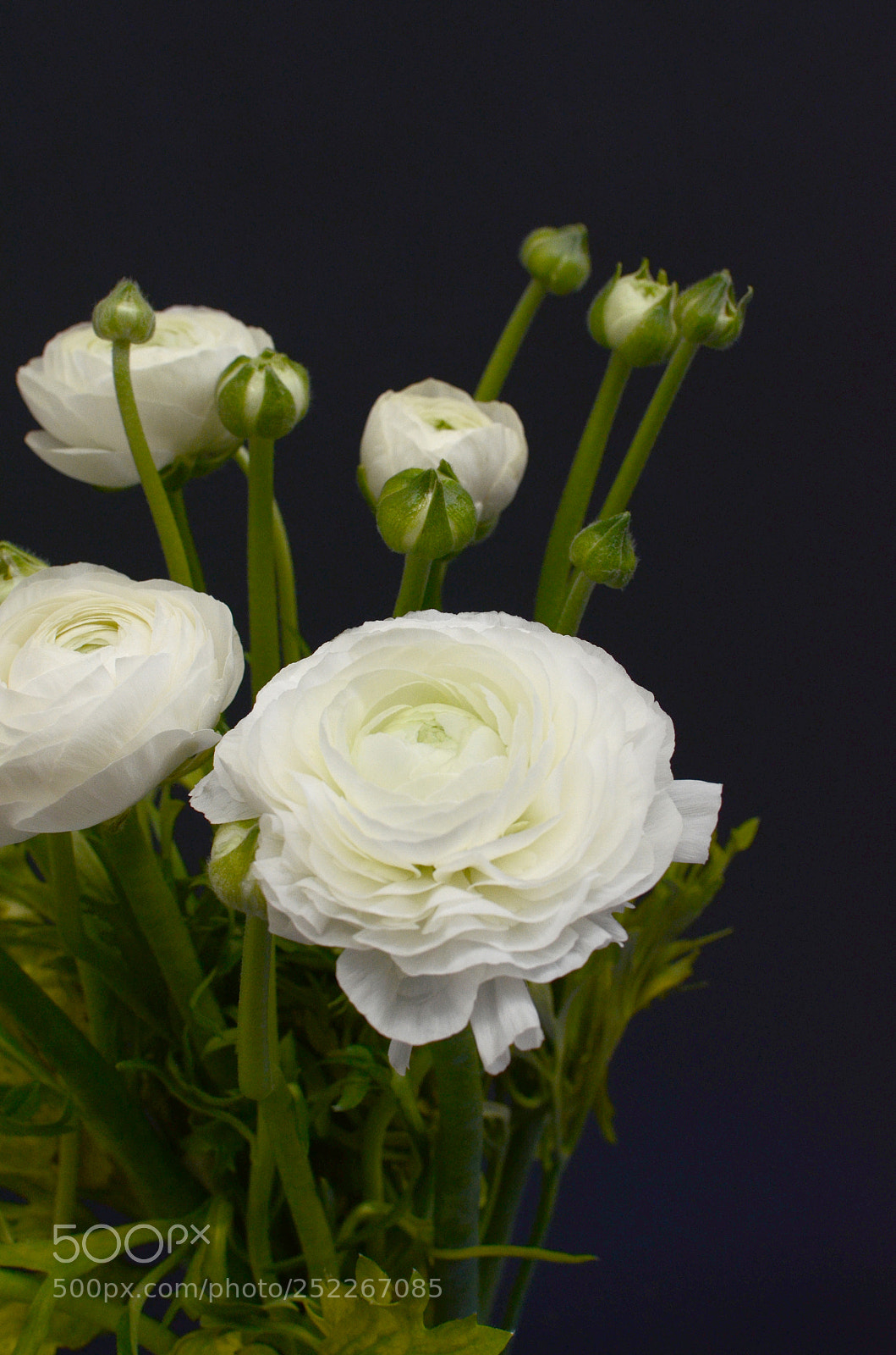 Nikon D7000 sample photo. Ranunculus flower photography