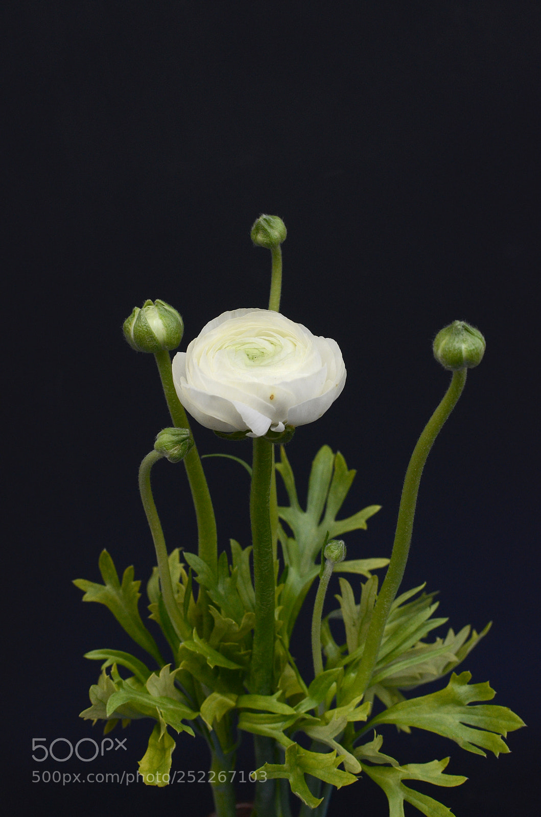 Nikon D7000 sample photo. Ranunculus flower photography