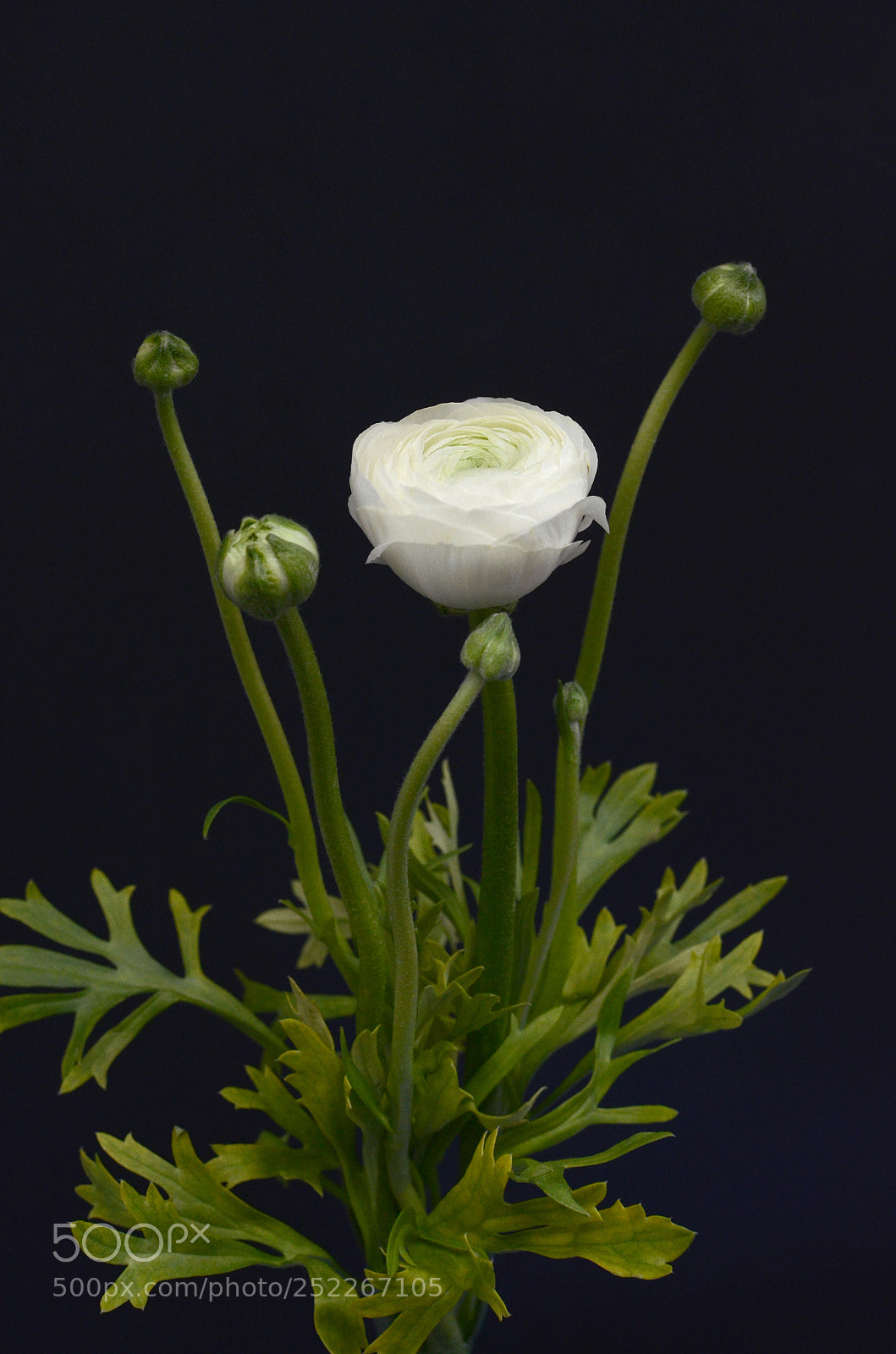 Nikon D7000 sample photo. Ranunculus flower photography