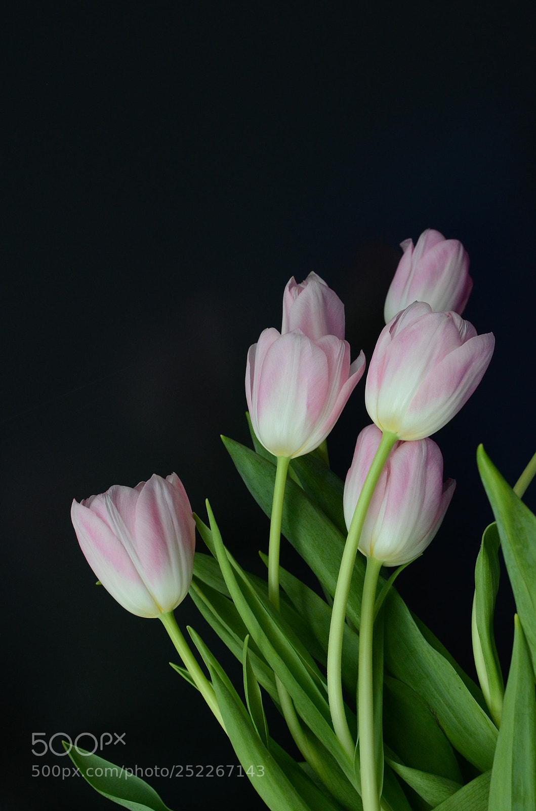 Nikon D7000 sample photo. Pink tulip flower photography