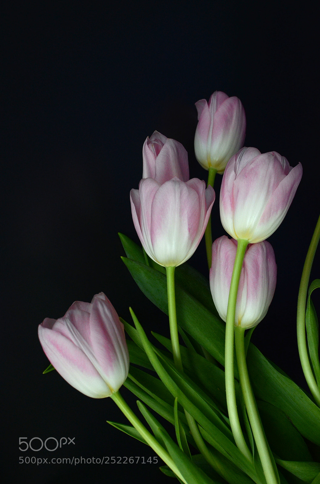 Nikon D7000 sample photo. Pink tulip flower photography
