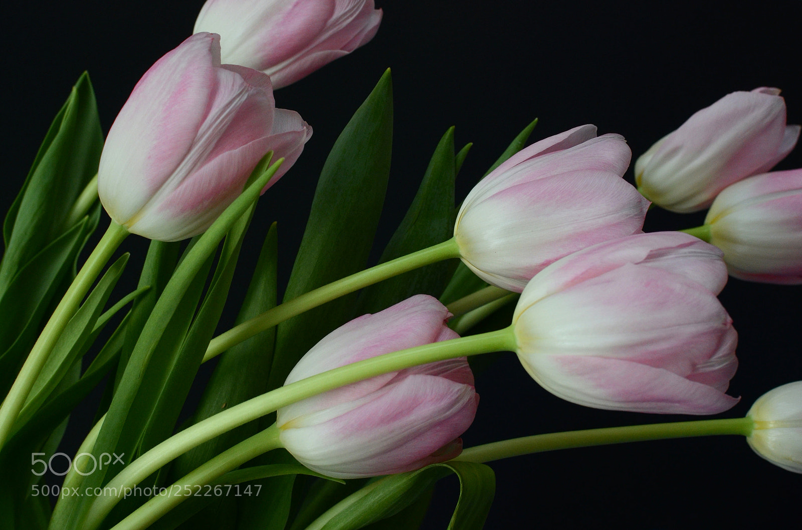 Nikon D7000 sample photo. Pink tulip flower photography