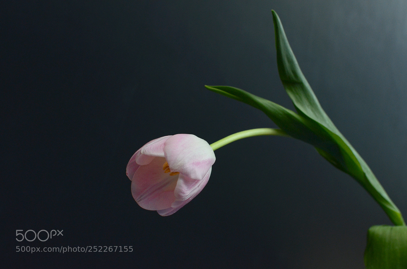 Nikon D7000 sample photo. Pink tulip flower photography