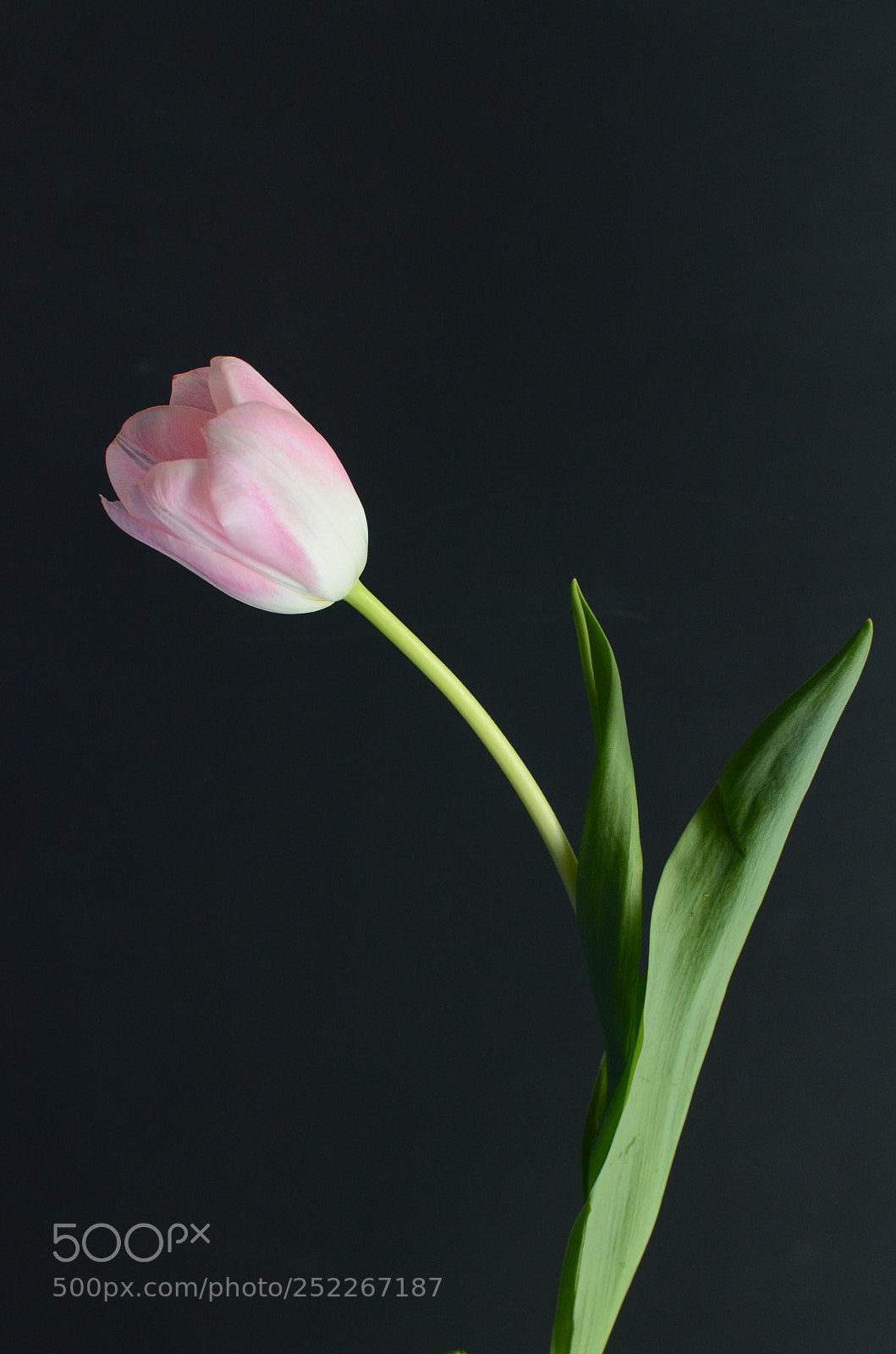 Nikon D7000 sample photo. Pink tulip flower photography