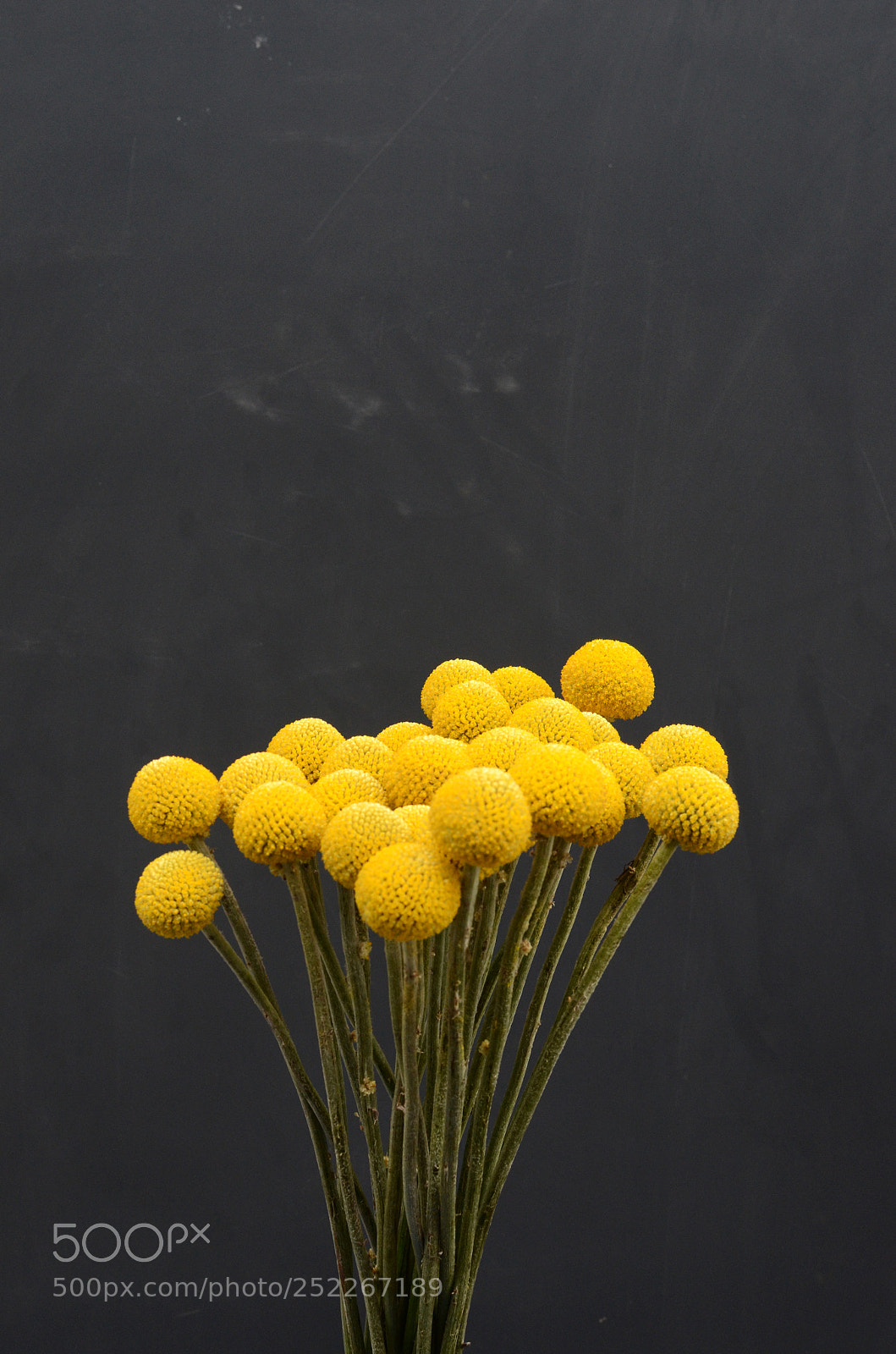Nikon D7000 sample photo. Yellow craspedia flower photography