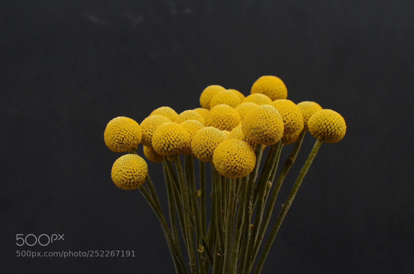 Nikon D7000 sample photo. Yellow craspedia flower photography
