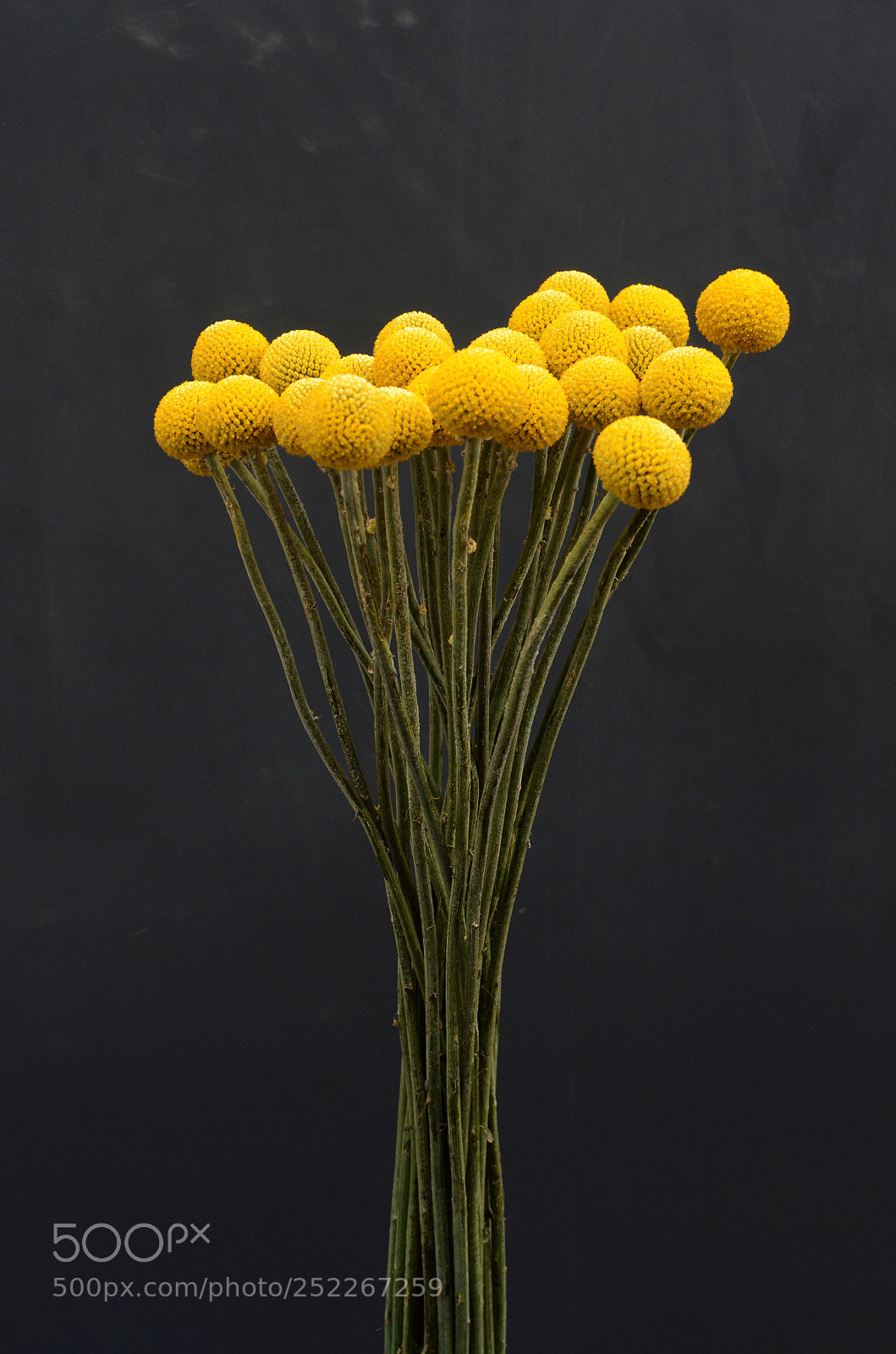 Nikon D7000 sample photo. Yellow craspedia flower photography