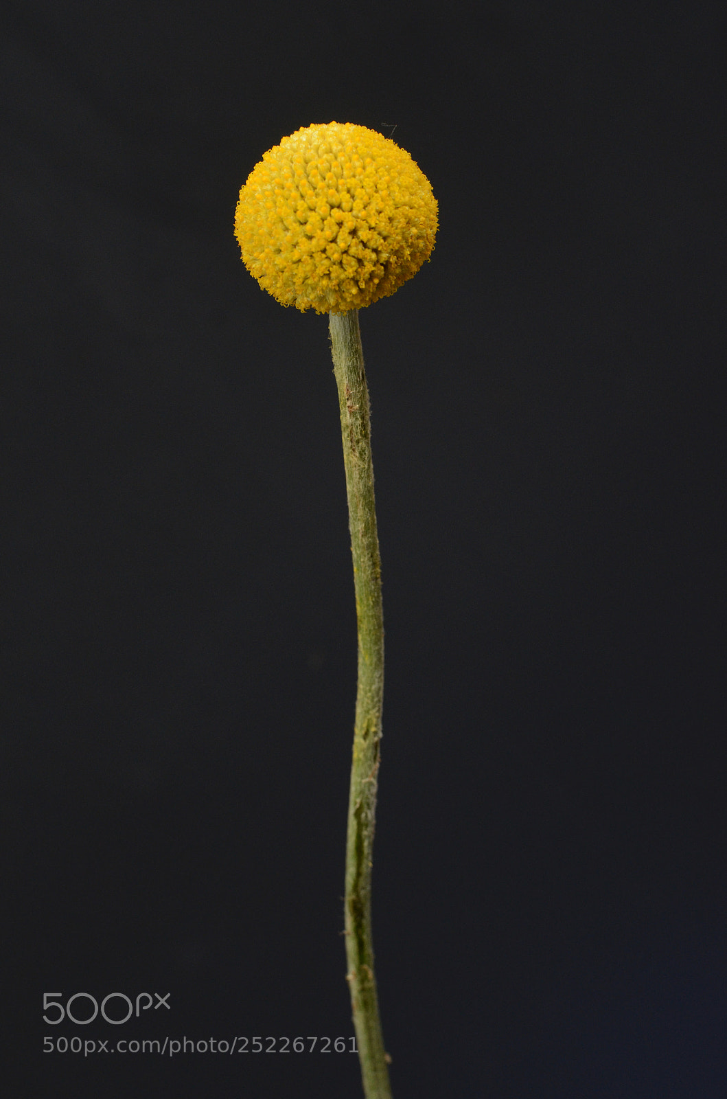 Nikon D7000 sample photo. Yellow craspedia flower photography