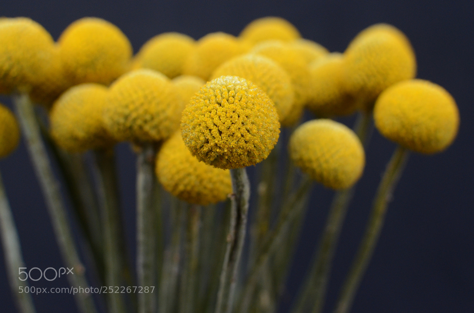 Nikon D7000 sample photo. Yellow craspedia flower photography