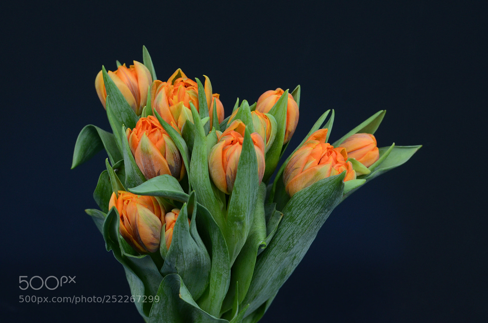 Nikon D7000 sample photo. Orange tulip flower photography
