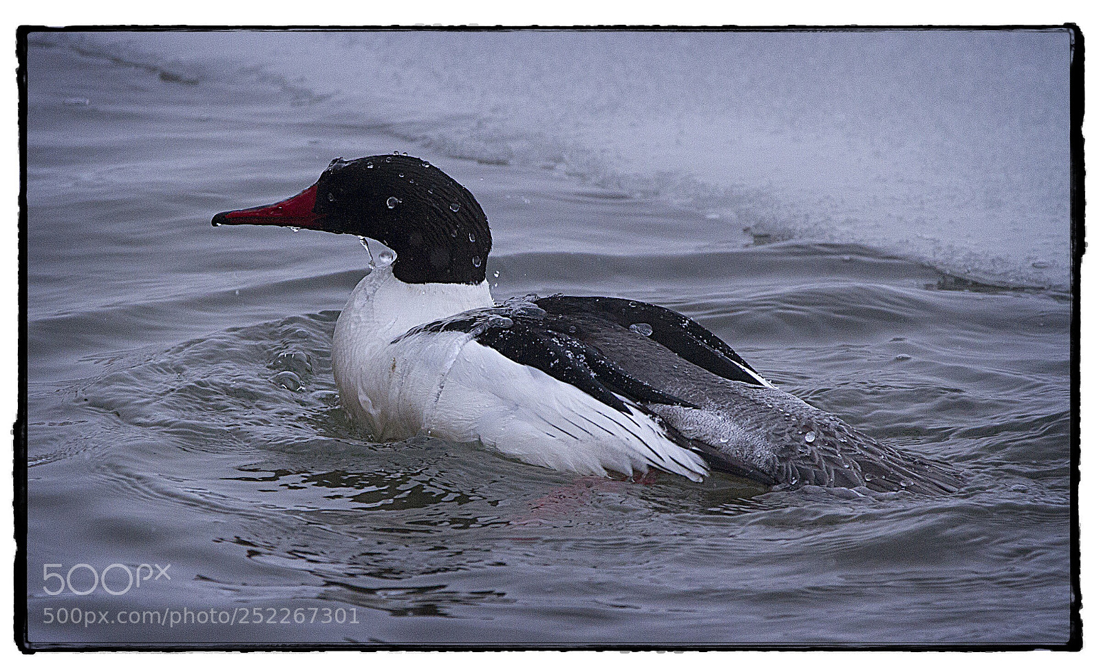 Canon EOS 7D sample photo. Male common merganser on photography